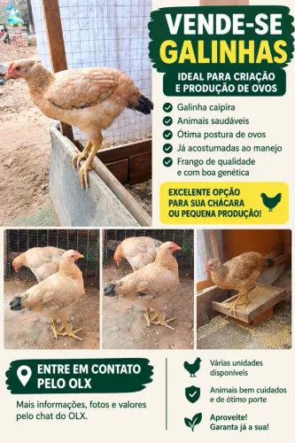 Galinhas
