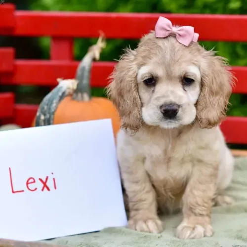 ?Venda de filhotes de Cocker Spaniel Inglês - confira?