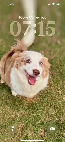 Border Collie a venda