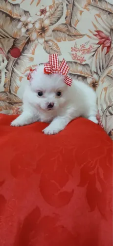 Lulu da pomeranea vacinada com 60 dias 
