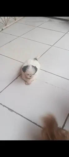 Shih-tzu machos