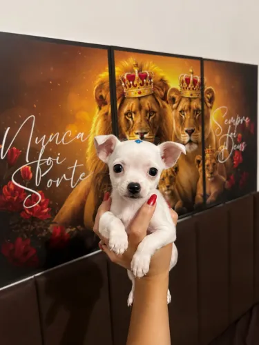 Pinscher macho disponível para venda