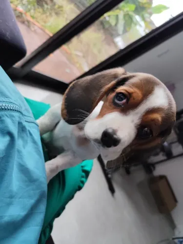 Basset hounds filhote