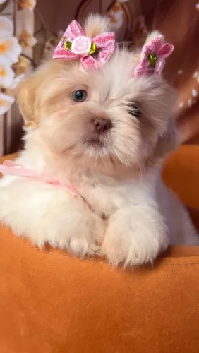 Shih Tzu Filhotes - Entrega Imediata