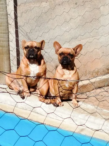 Bulldog francês legítimo