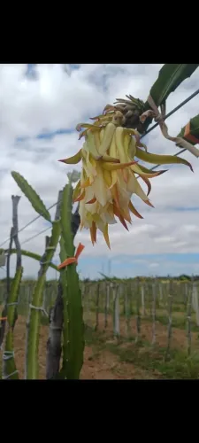 Pitaya 