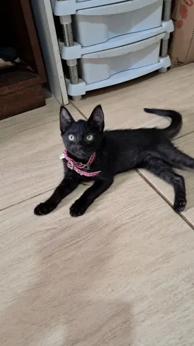 Adoção responsável  gatinha pretinha 3 meses 