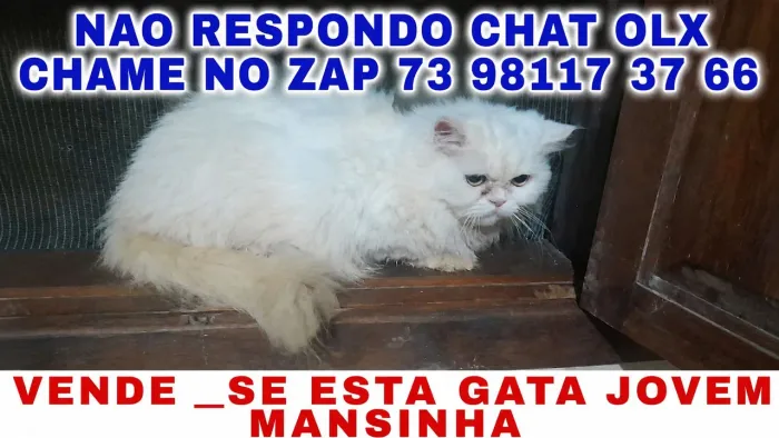 Gatinho ( Chame NO ZAP NAO REPONDO CHAT )