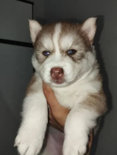 Filhote de husky siberiano fêmea disponível