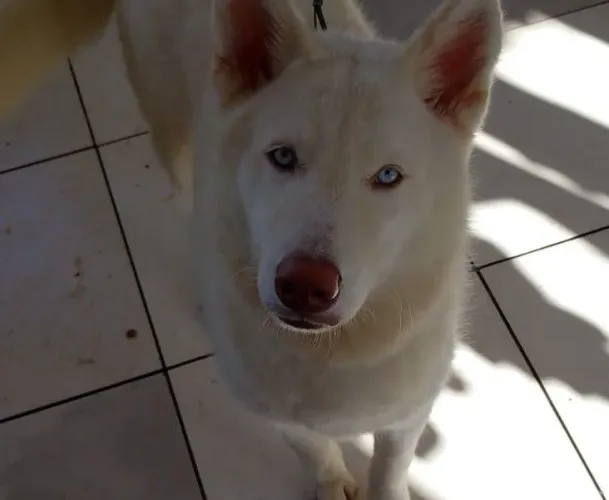 Husky siberiano