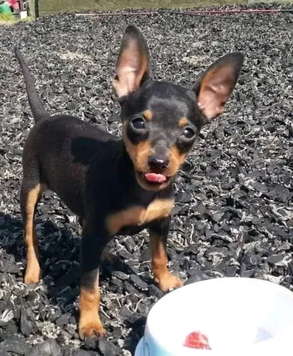 Pinscher Um filhote pronto pra fazer parte da sua vida