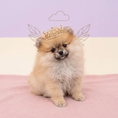 Um Amor de Spitz