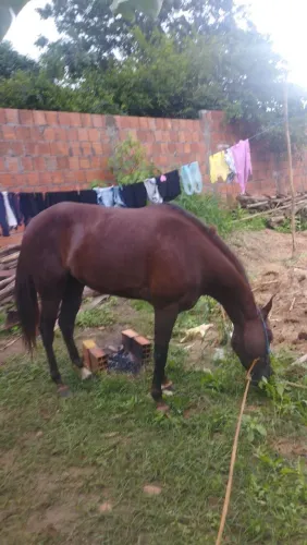 Vendo ou troco egua mestiça qm