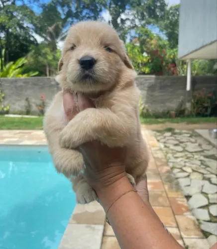 Golden Retriever Filhote Dócil e Encantador