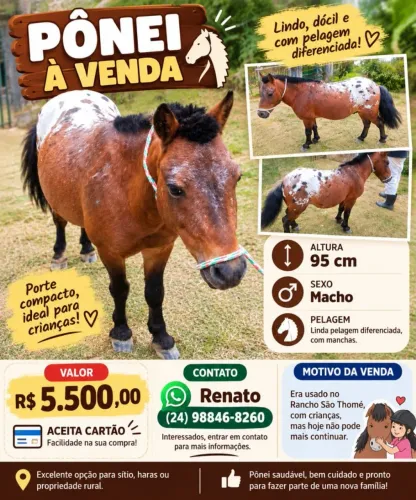Vendo pônei