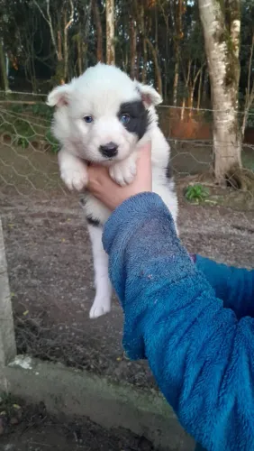 Border collie