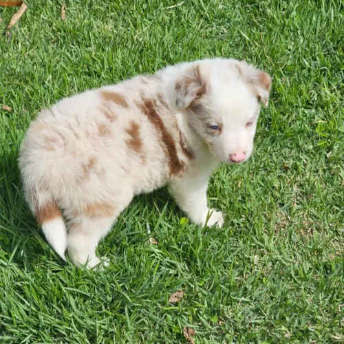 Machinho de Border collie na pelagem Red Merle 