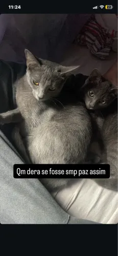 Doação responsável de dois gatos cinza 