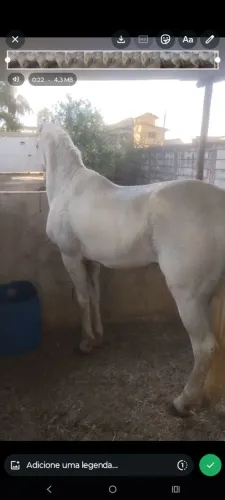 Cavalo manga larga