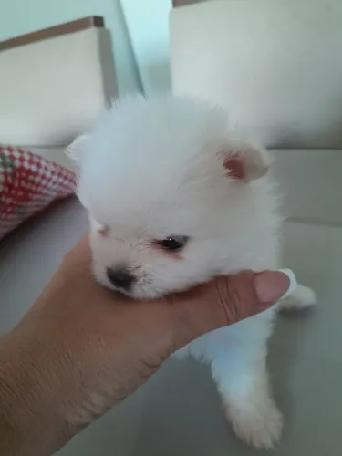 Spitz alemão 