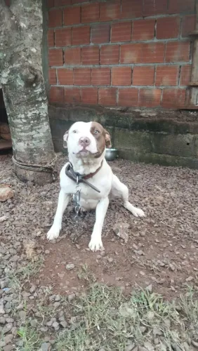 Doação de Pitt Bull fêmea 