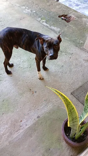Pitbull macho doação 