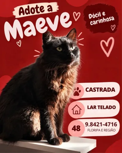 MUITO LINDA GATA PRA ADOÇÃO