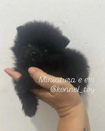 Spitz alemão 