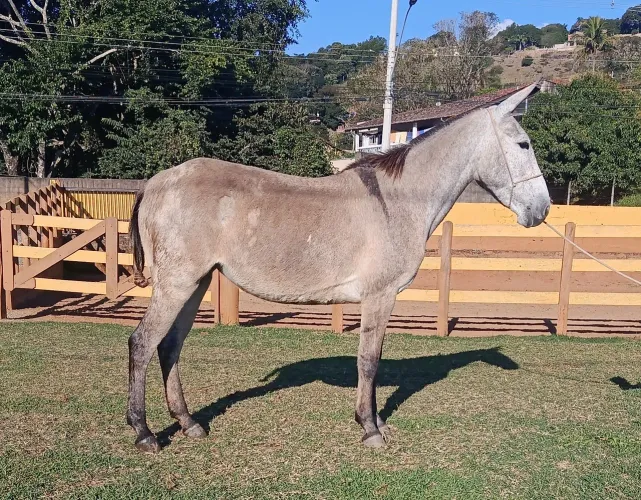 Mula tordilha 3 anos mansa 