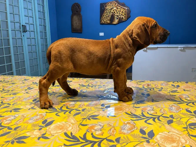 Vende-se Fêmea de Fila Brasileiro ORIGINAL
