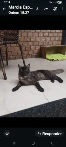 Gato para adoção.