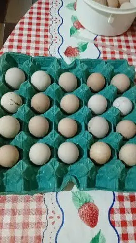 Vende -se ovos de Angolas galados.