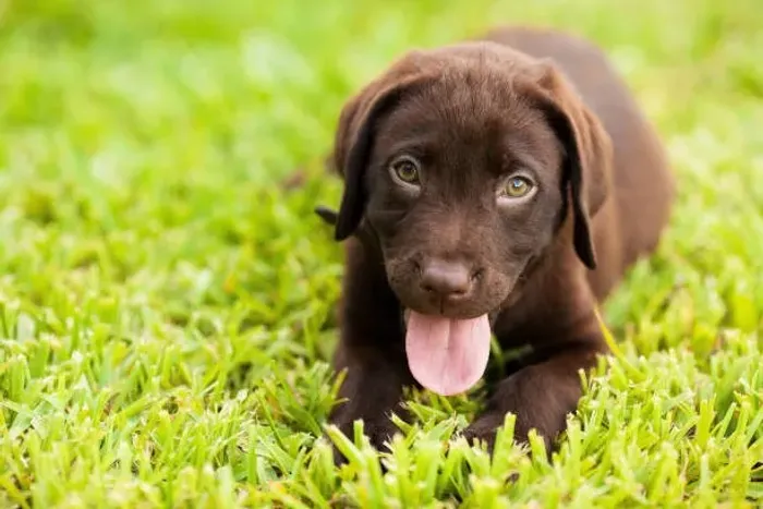 Seu novo melhor amigo está esperando por você! Filhotes dóceis, brincalhões e muito amoros