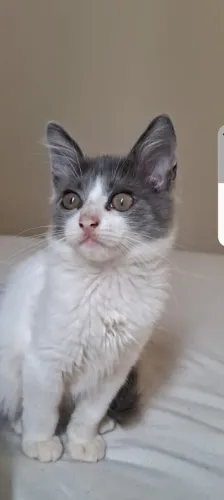 Animal estimaçao