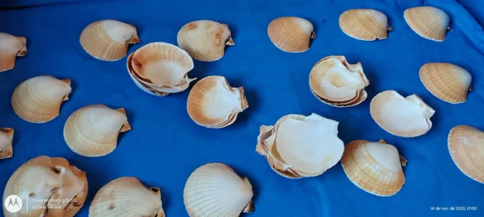 CONCHA DO MAR