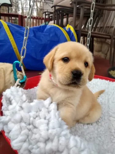 Macho e Fêmea de Labrador Filhote Vacinados e Lindos