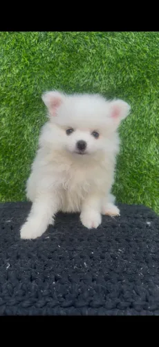 Spitz