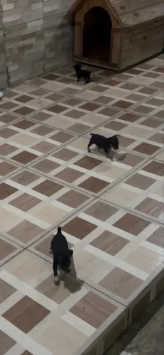 Pinscher zero com 1