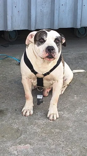 Cachorro para adoção.