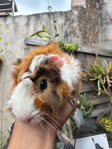 Vendo um macho de porquinho-da-índia Abissínio