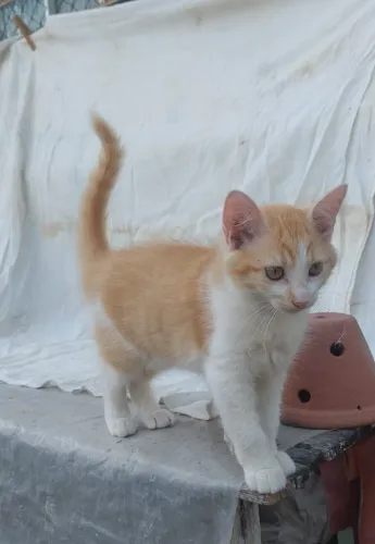 doação gatas