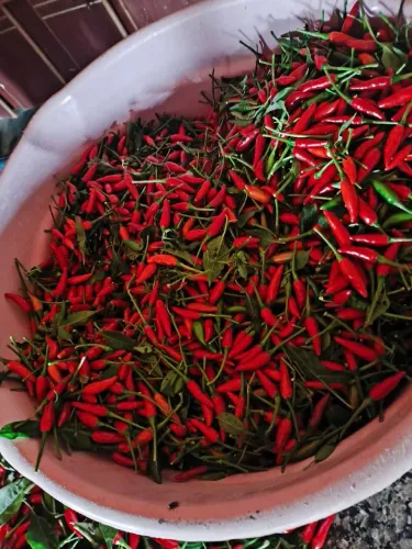 Pimenta Malagueta 