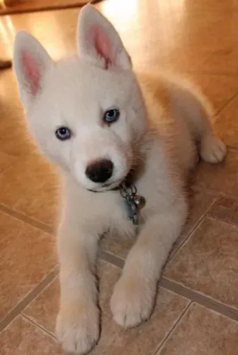 Husky Siberiano - Vida Com Mais Alegria