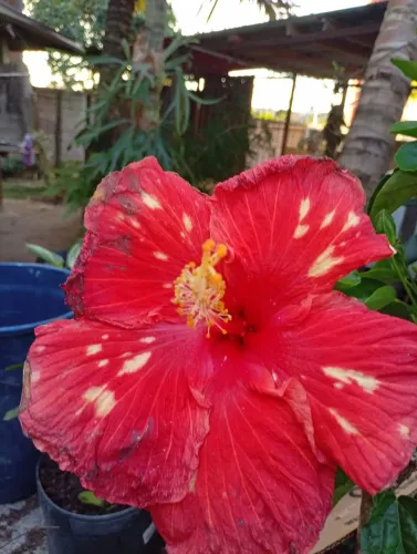plantas pacova, costela de Adão... ( mudas)