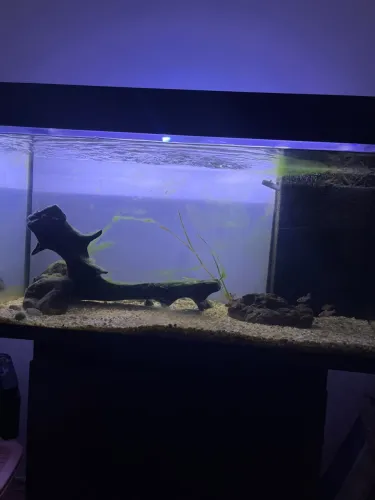 Aquário 200L (100cm largura)