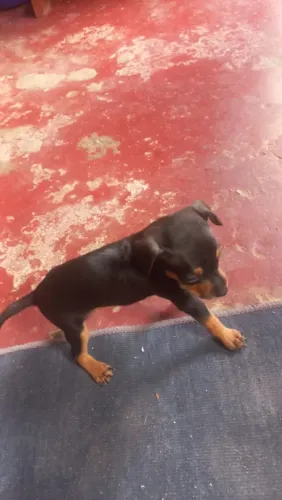 Cachorro