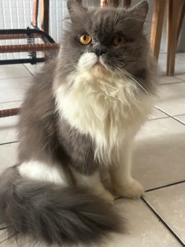Gato macho persa para cruzar 