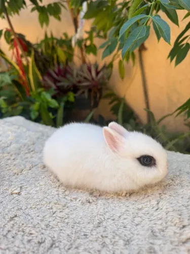 Mini Coelho Anão netherland show 