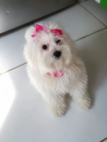Cachorro para cruzar Maltês