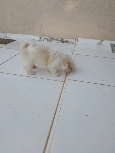 Lhasa apso